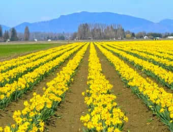 Washington State rows of daffodils