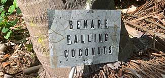 Beware falling coconuts sign