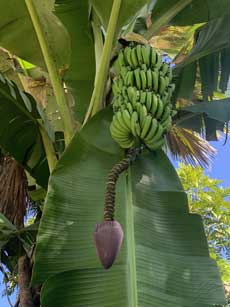 Hawaii Big Island bunch of bananas