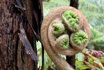 Hawaii Big Island fiddlehead fern