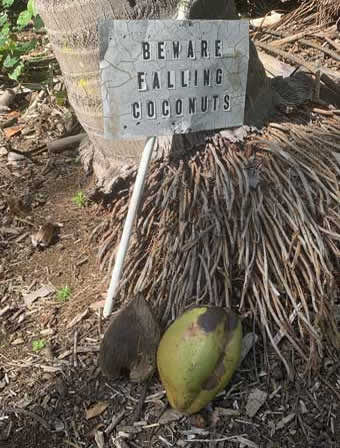 Hawaii Big Island sign warning of falling coconuts