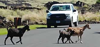 Wild goats crossing road