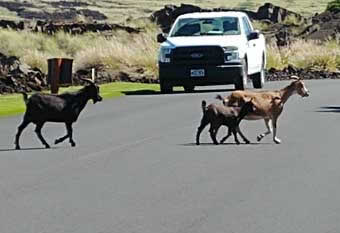 Hawaiian wild goats crossing road