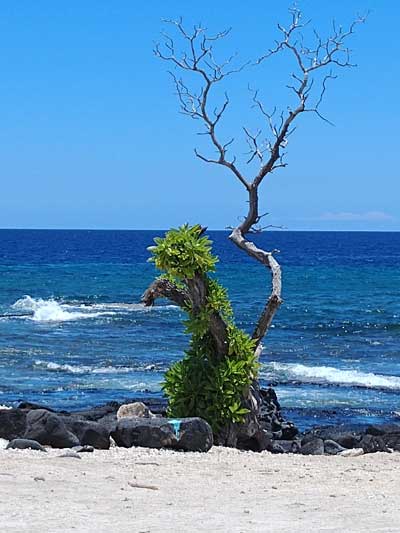 Hawaii, pine tree surfing beach, tree