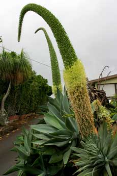 Hawaiian agave attenuata