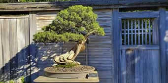 The Huntington Japanese garden bonsai