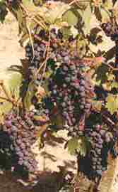 Tuscany grapes