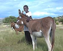 Boy and Burros
