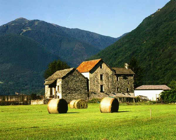 Hay Field Oira Italy.JPG (67122 bytes)