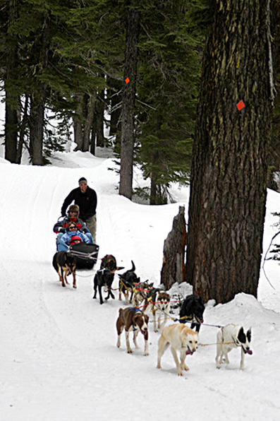 Dogsledding at Mt. Bachelor