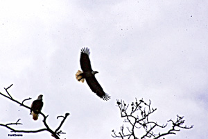 Eagle Island eagles