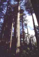 redwood1.jpg (5153 bytes)
