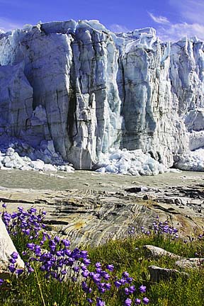 Greenland glaciers and flowers