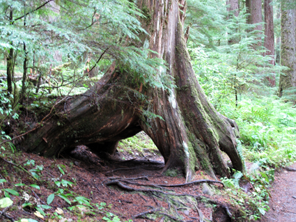 hike through the drizzling rain forest to Sol Duc Falls