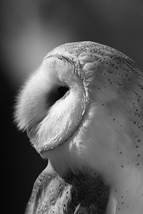 Barn_Owl