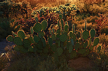 Prickly Pear Sunset, Arizona