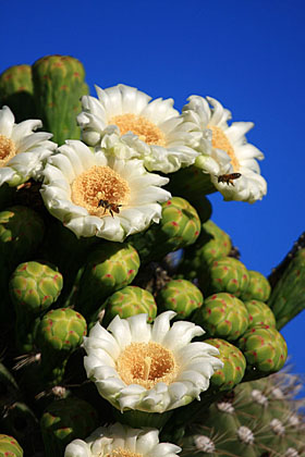 Saguaro Blooms and Bees, Tucson, Arizona