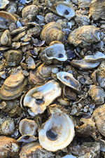 Empty oyster shells