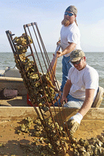 Swinging a load of oysters to the shelf