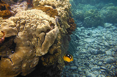 Hawaii - underwater treasures