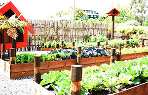 Whakarewarewa raised gardens