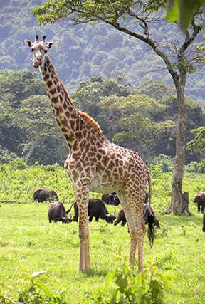 Tanzania giraffe