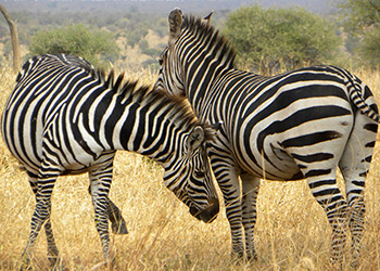 Tanzanian zebras
