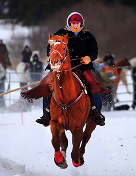 Skijoring horse