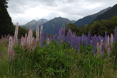 russell_lupines_new_zealand14