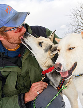 sled dogs licking musher
