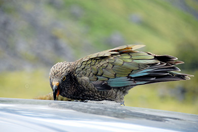 New Zealand Kea bird
