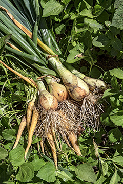 Heirloom carrots