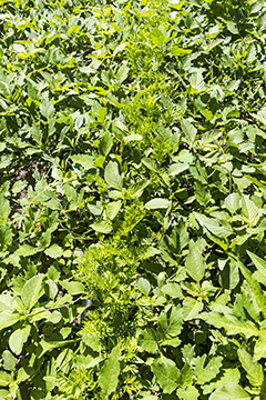 Carrot top ground cover