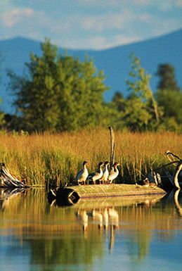 Oregon mergansers