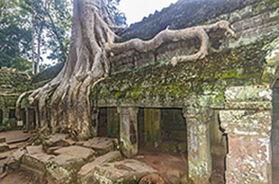 Cambodia temple with tree roots
