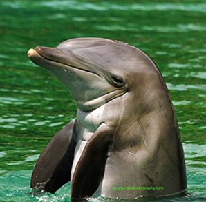 Hawaii Big Island dolphin