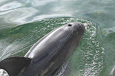 Hawaii Big Island dolphin