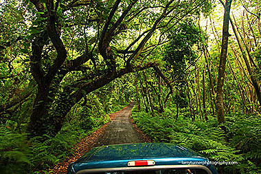 Hawaii Big Island forest road