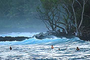 Hawaii swimming