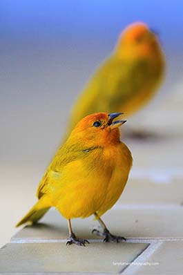 Hawaii Big Island yellow birds