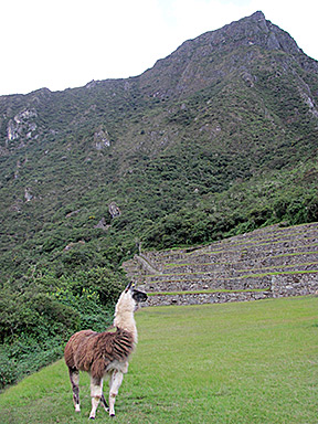 Machu Picchu Montan and llama in the ruins
