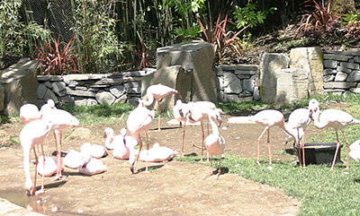 Oregon Zoo lesser flamingos