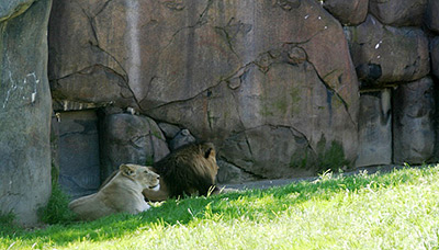 Oregon Zoo lions
