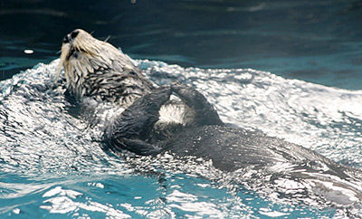 Oregon Zoo southern sea otter