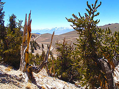 Ancient Bristlecone Pine National Scenic Byway