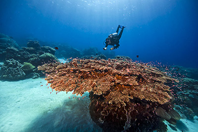 Pinglap dive with plates, elkhorn coral, and much more, Kosrae, Micronesia. Photo by Katrina Adams