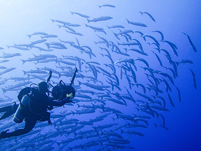 Diver and school of barracuda off Kosrae, FSM. Photo by Katrina AdamsDiver and school of barracuda off Kosrae, FSM. Photo by Katrina AdamsD