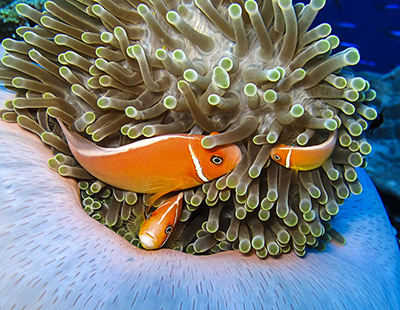 Kosrae; anemone fish on an anemone