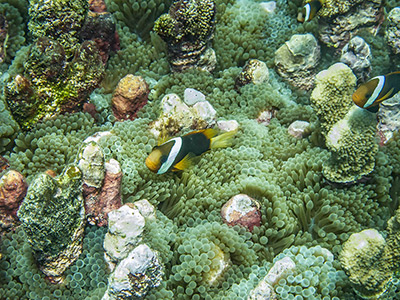 Underwater life in Kosrae