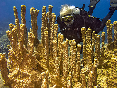 Woman diver floats over pillars of "castle coral" off Hiroshi Point, Kosrae, FSM. Photo courtesy Kosrae Village Ecolodge